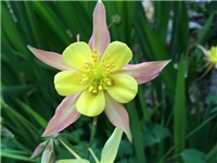 ffbed833-20160520 pakujac rž.jpg